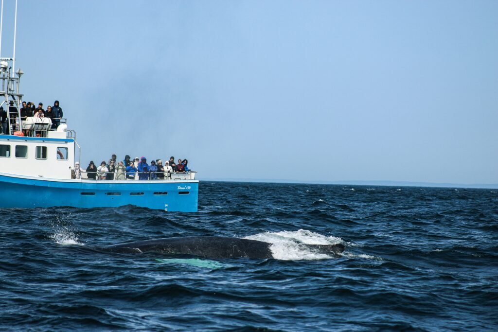 Turistas em um barco de passeio observando a cauda de uma baleia Jubarte durante uma expedição em Abrolhos