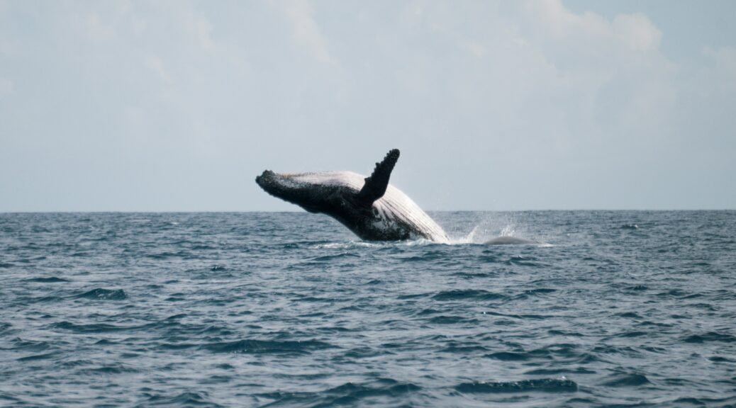 Salto espetacular de uma baleia Jubarte adulta no Parque Nacional Marinho de Abrolhos, Bahia